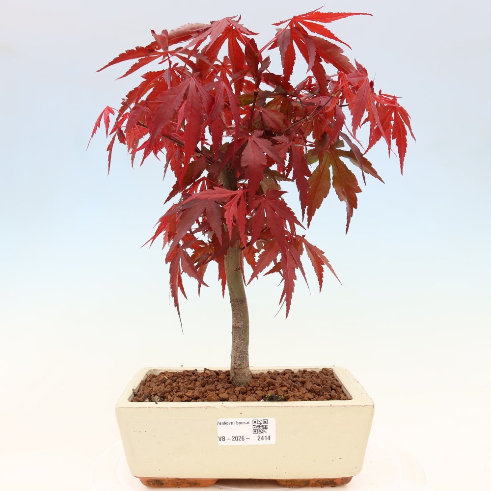 Vonkajšia bonsaj - palma Acer. Atropurpureum-Javor palmový