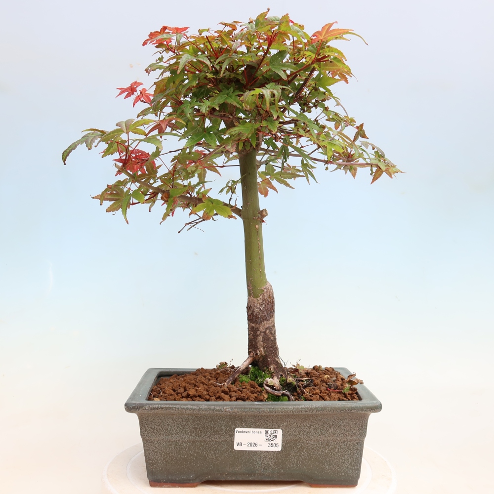 Vonkajší bonsaj - Acer palmatum DESHOJO