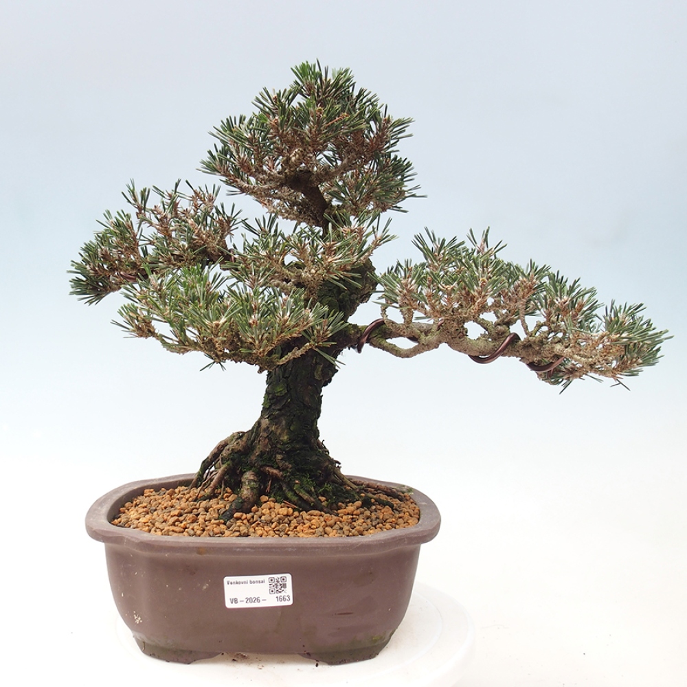 Vonkajšia bonsaj - Pinus thunbergii Kotobuki - borovica Thunbergova