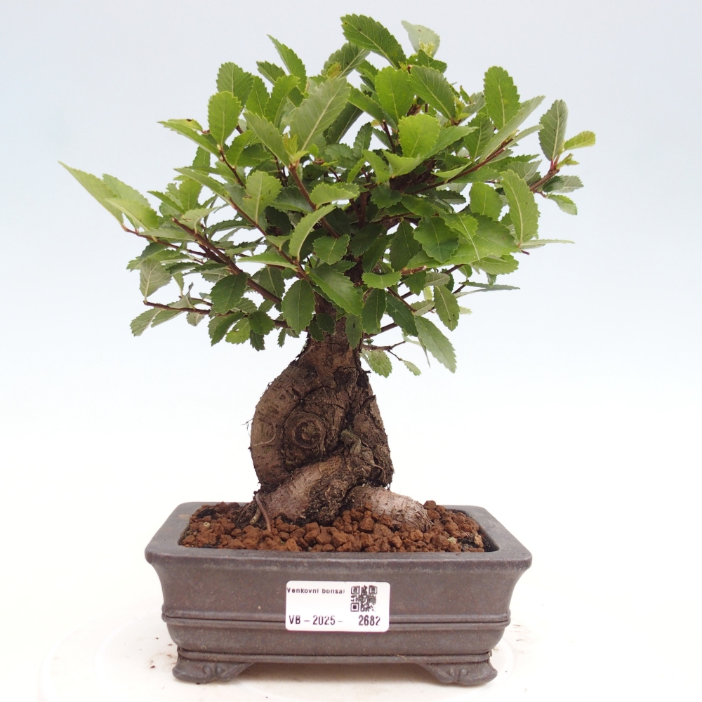 Vonkajšie bonsai - Zelkova - Zelkova Nirom