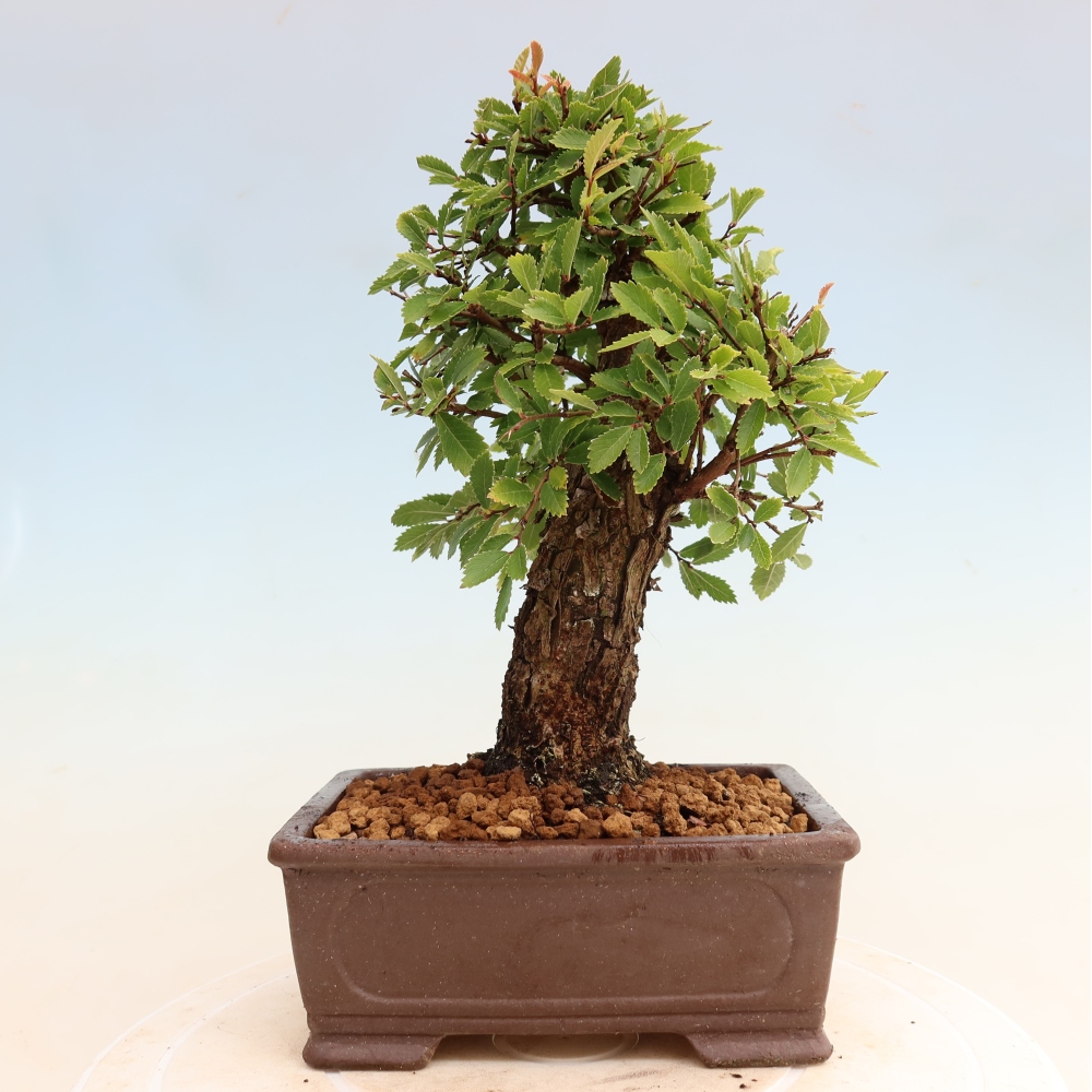 Vonkajšie bonsaje - Zelkova - Zelkova NIRE
