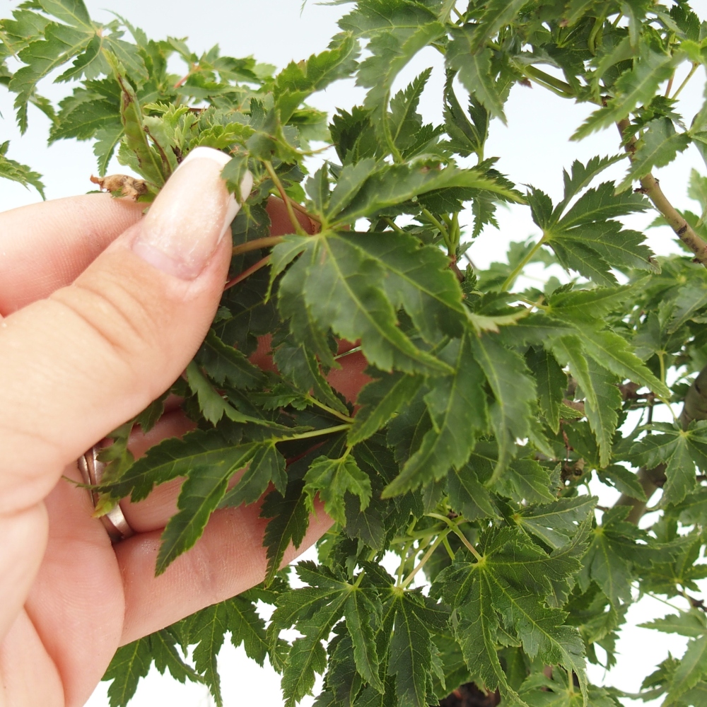 Vonkajšia bonsaj -Javor palmový - Acer palmatum Shishigashira v kontajneri
