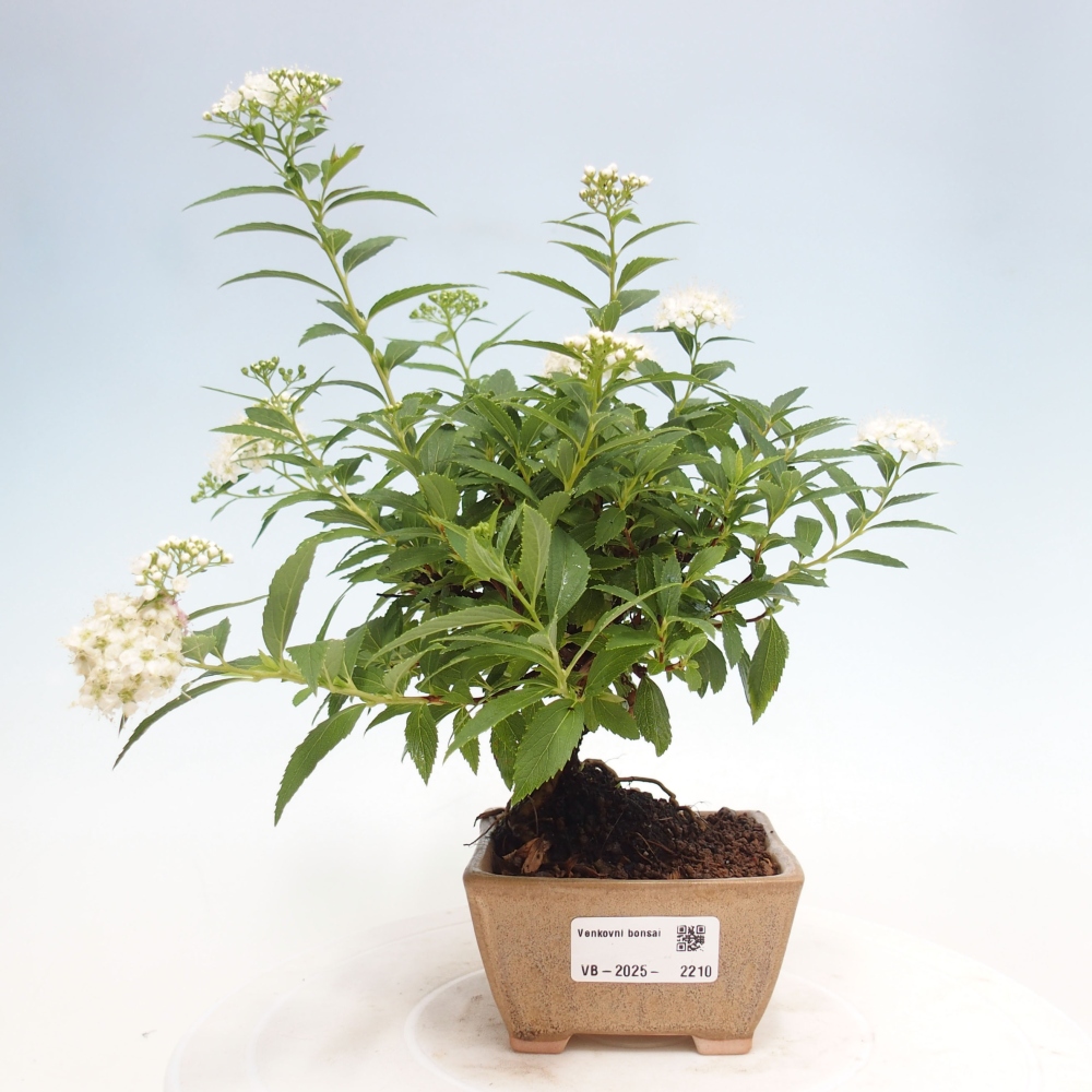 Vonkajší bonsai -malolistý tavoľník - Spirea japonica GENPSI
