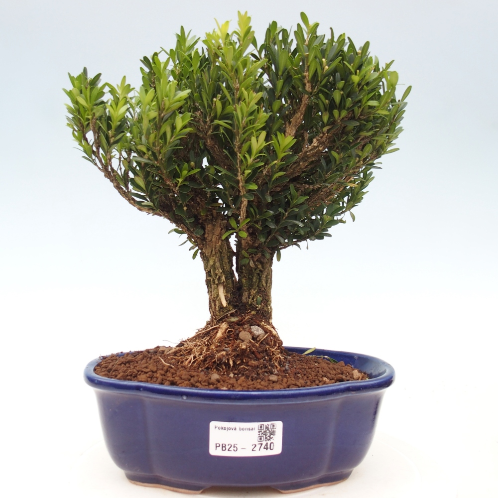 Izbová bonsai - Buxus harlandii - korkový buxus