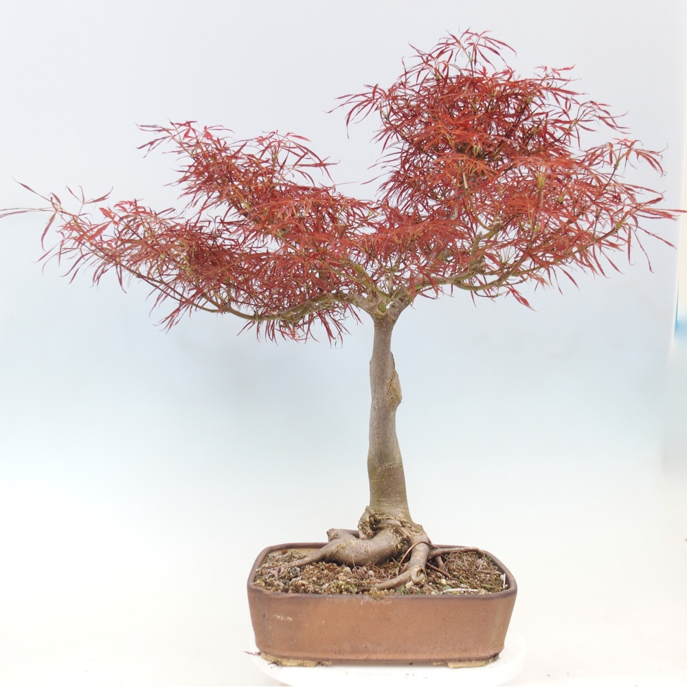 Vonkajší bonsaj - Acer palmatum RED PYGMY