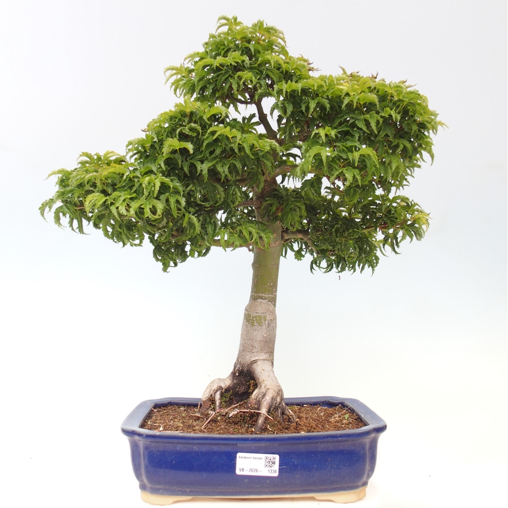 Vonkajšia bonsaj -Javorská palma Acer palmatum Shishigashira