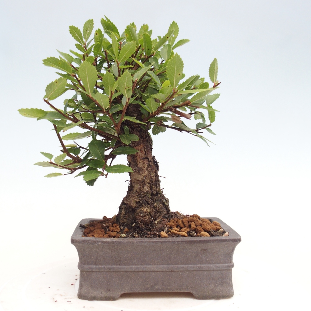 Vonkajšie bonsai - Zelkova - Zelkova Nirom