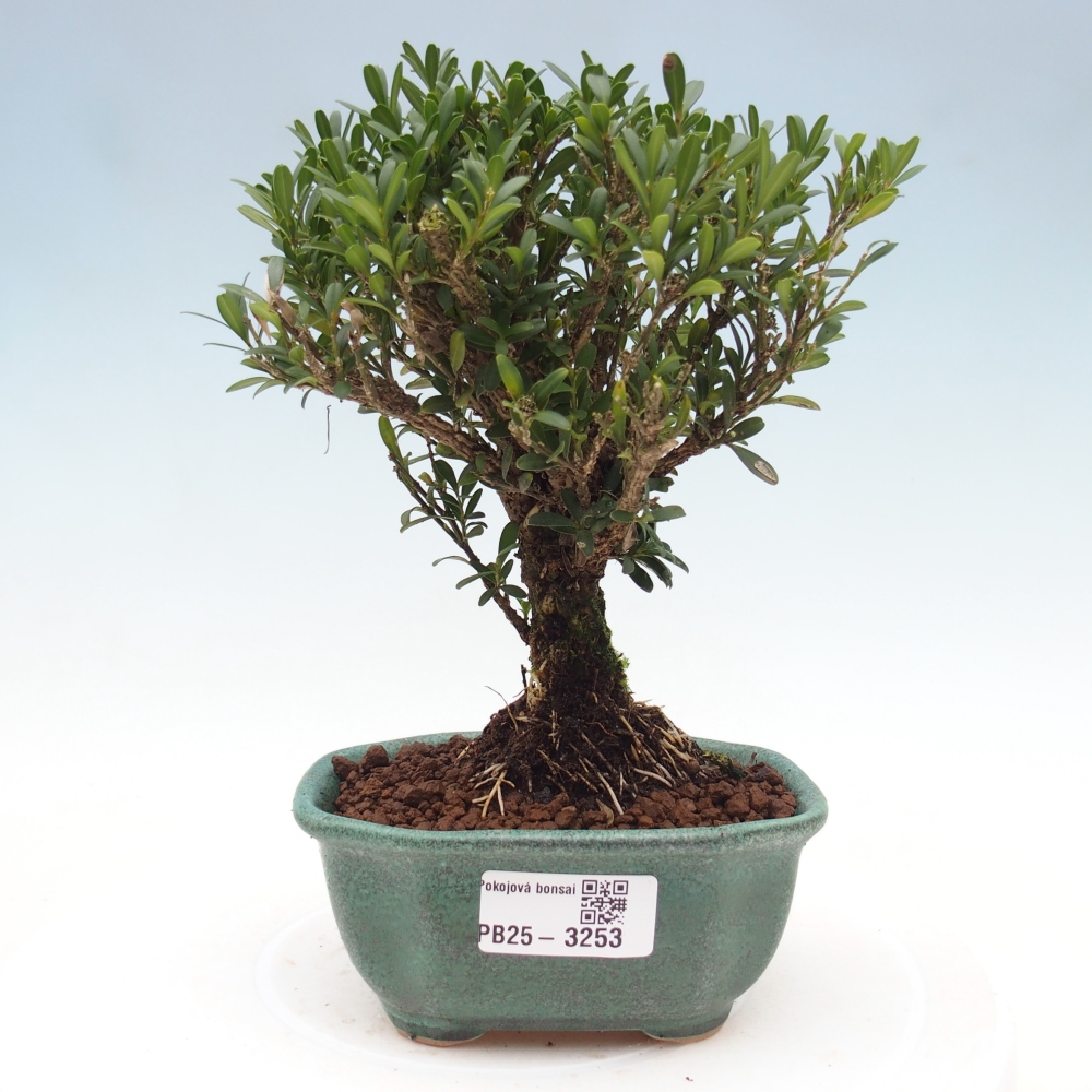 Izbové bonsaje - Buxus harlandii - korkový buxus