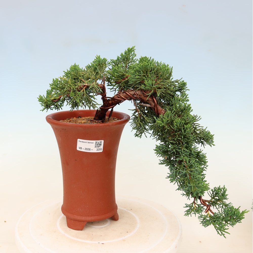 Vonkajší bonsaj - Juniperus chinensis Kishu