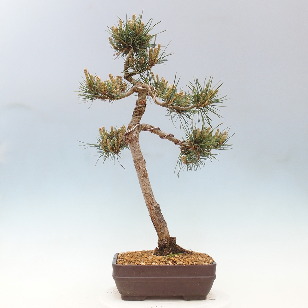 Vonkajšie bonsai - Pinus Sylvestris - Borovica lesná