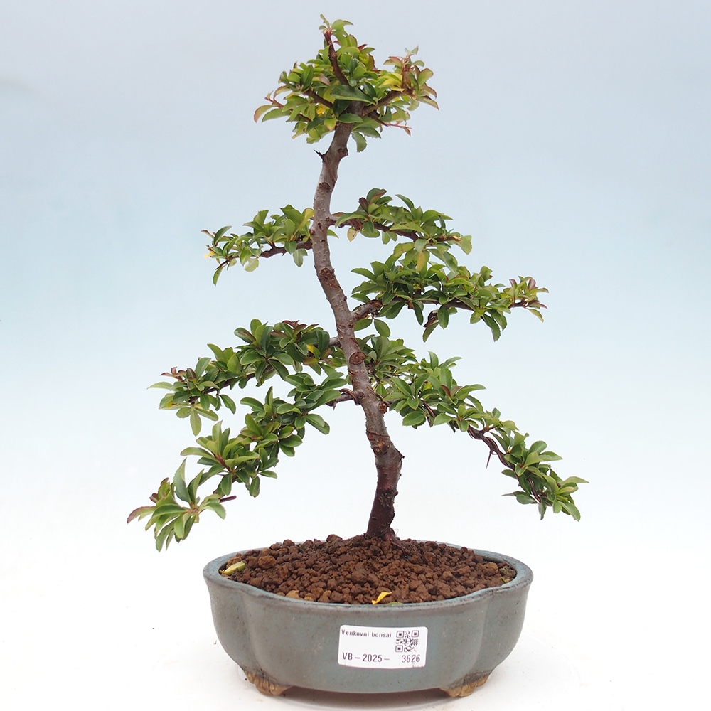 Vonkajšia bonsai-Pyracanta Teton -Hlohyně