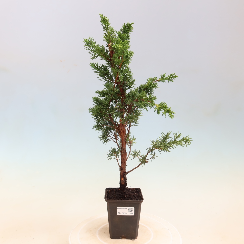 Vonkajší bonsaj - Juniperus chinensis Kishu