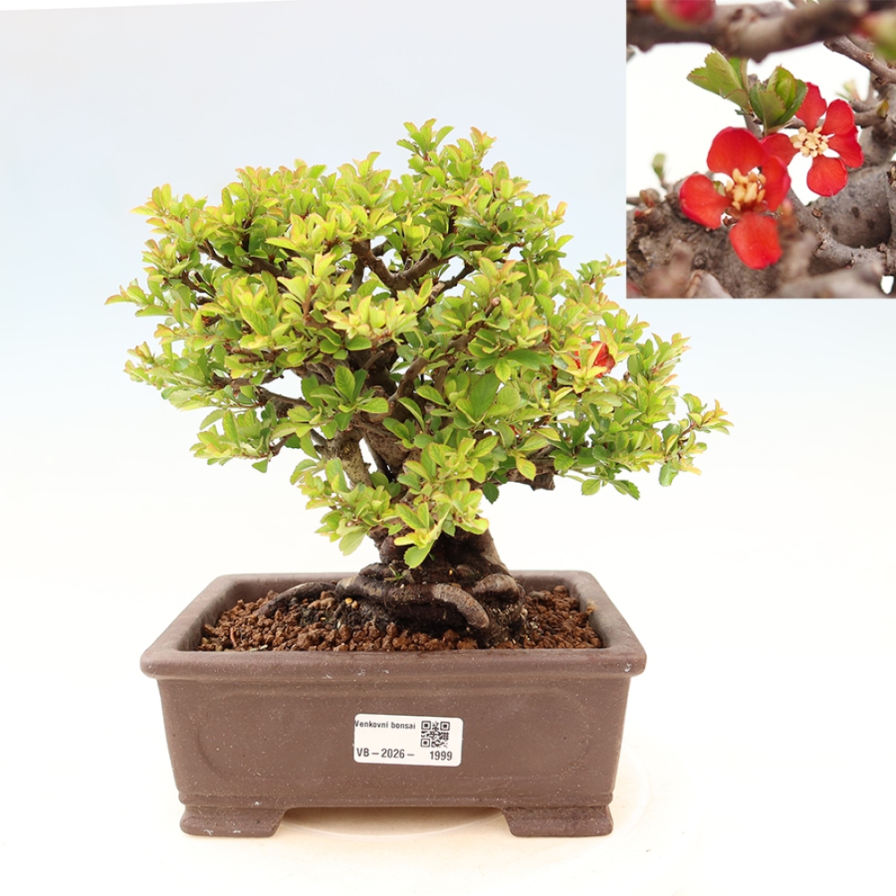 Vonkajší bonsaj - Chaneomeles speciosa Chojubai