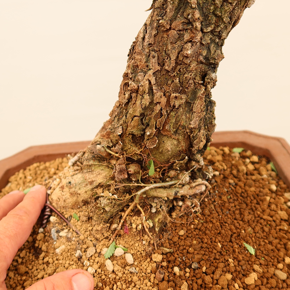 Vonkajšie bonsai - Zelkova - Zelkova NIRE