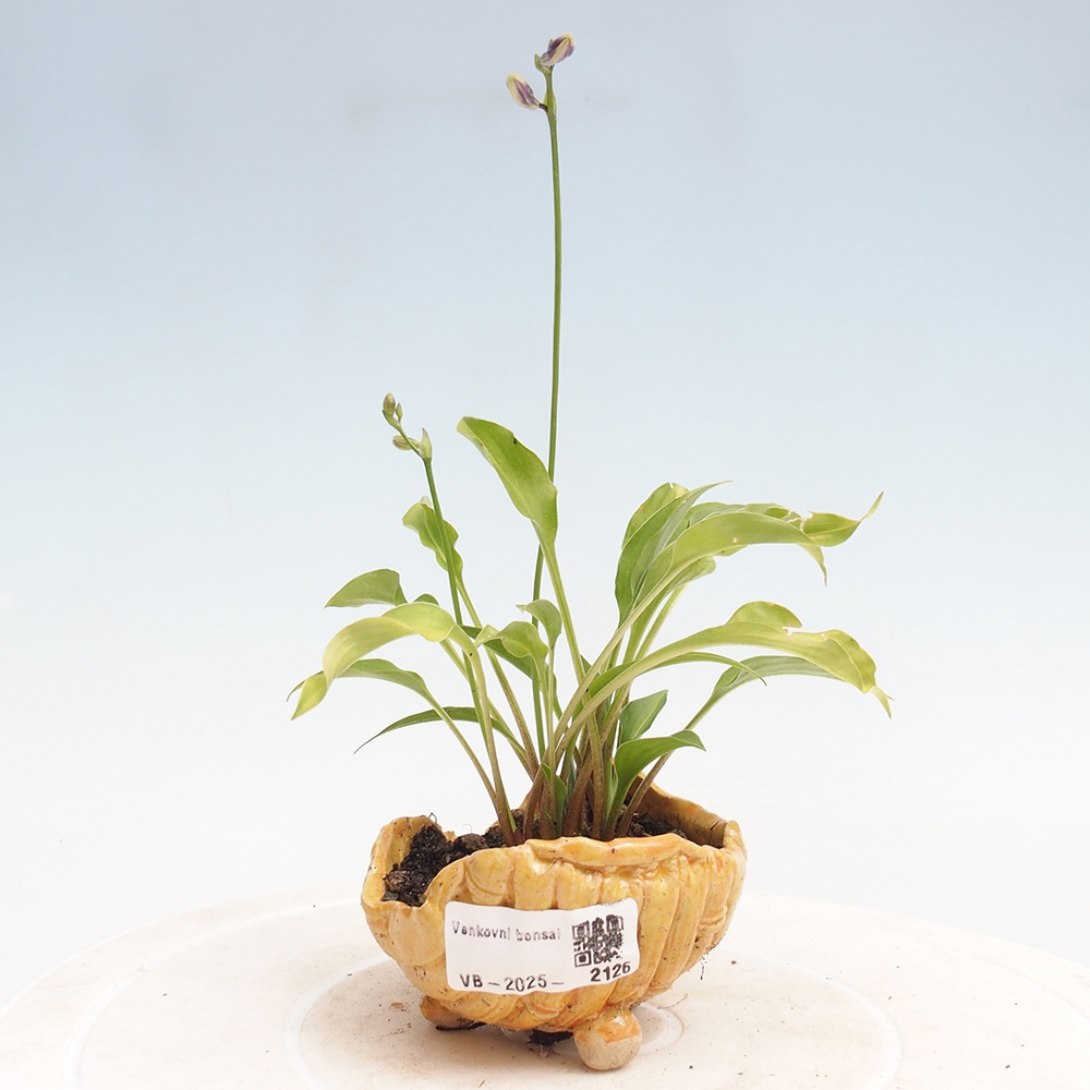 Vonkajšie bonsai - Mini Hosta - Bohyška