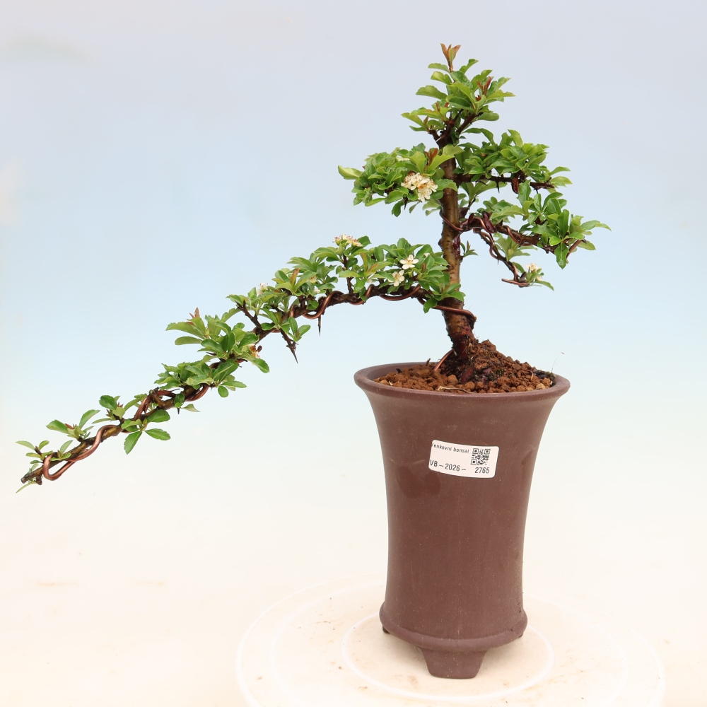 Vonkajší bonsai – Pyracantha teton – hlohovec šarlátový