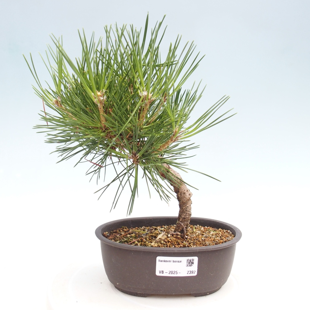 Vonkajší bonsai - Pinus thunbergii - Borovica thunbergova