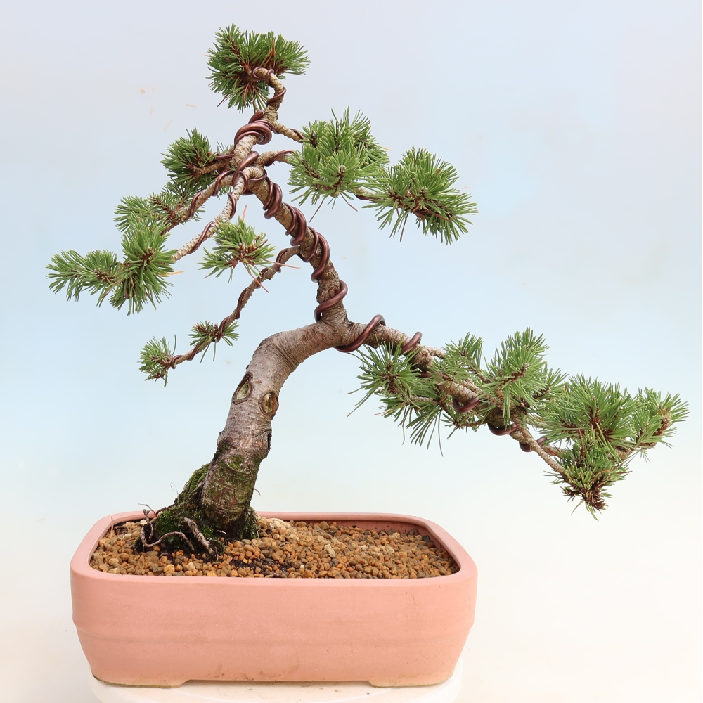 Vonkajšie bonsaje – Pinus mugo Humpy – borovica krivá