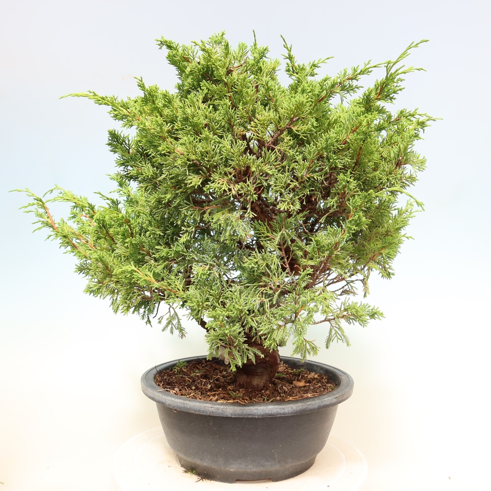 Vonkajší bonsai – Juniperus chinensis Itoigawa – čínsky jalovec