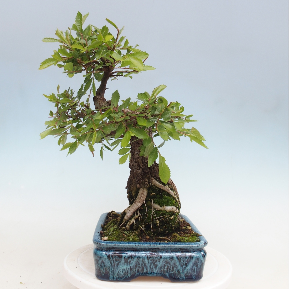 Vonkajšie bonsaje - Zelkova - Zelkova NIRE