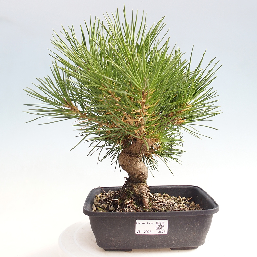 Vonkajšie bonsaje - Pinus thunbergii - borovica Thunbergova