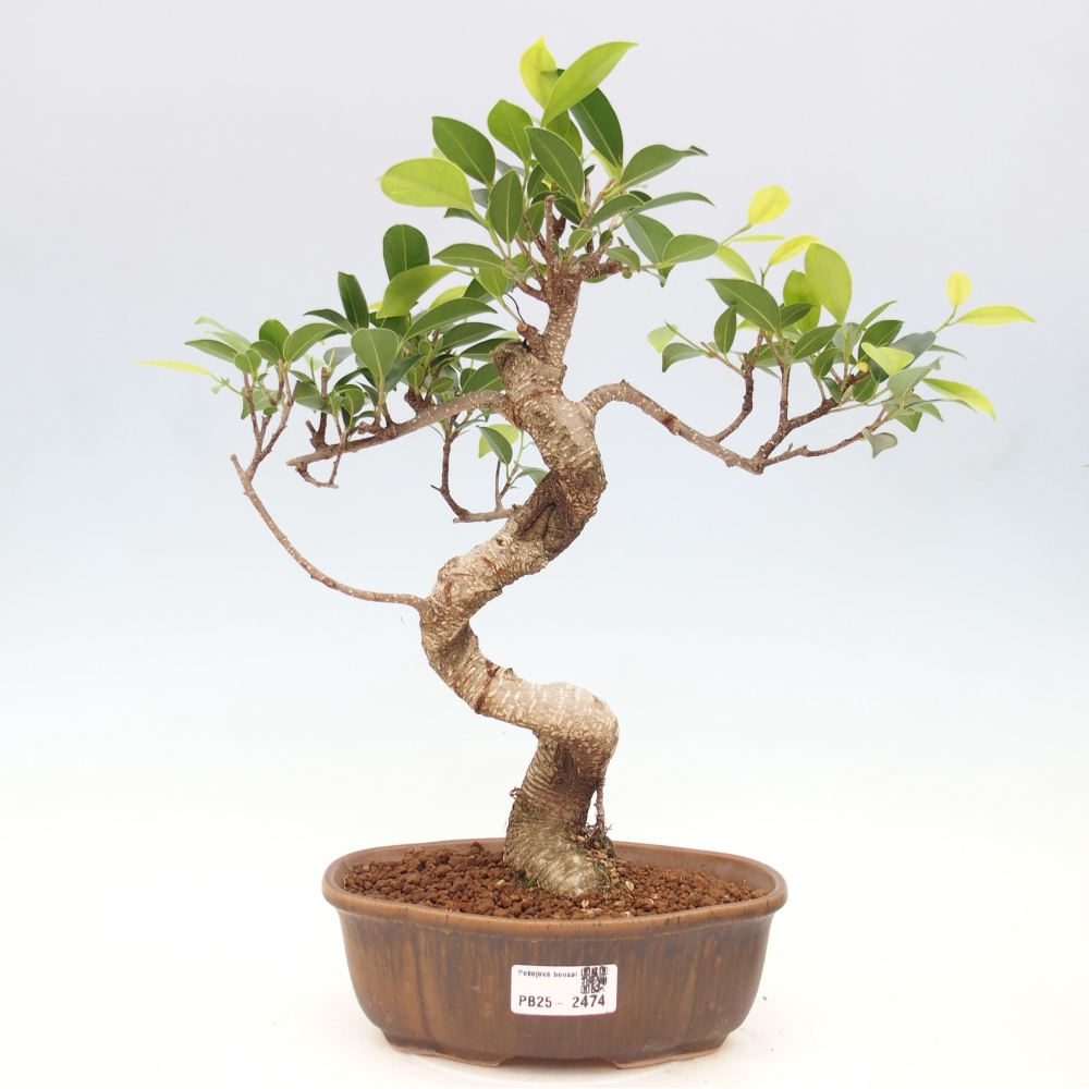 Izbová bonsai - Ficus retusa - malolistá fikus