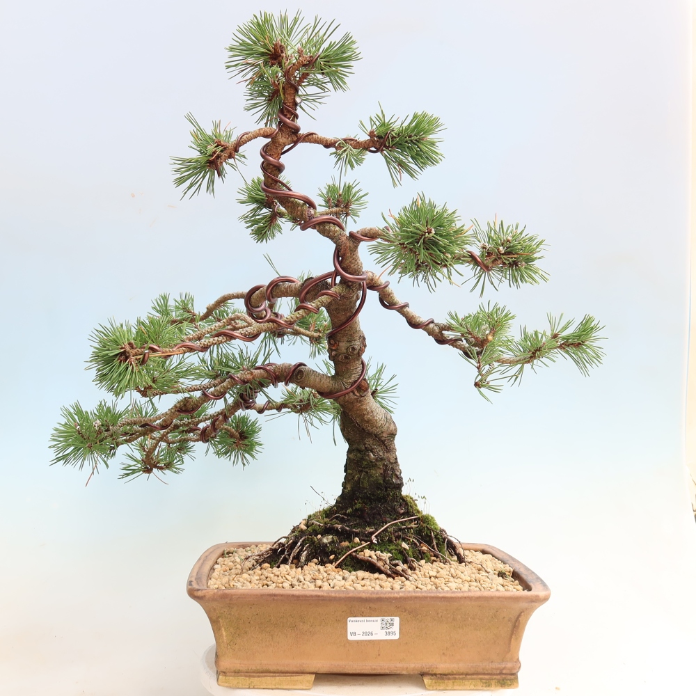Vonkajšie bonsaje – Pinus mugo Humpy – borovica krivá