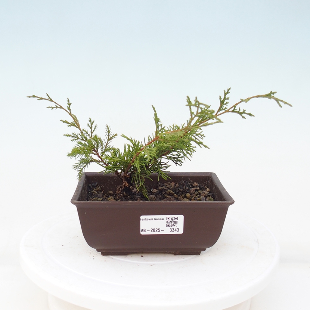 Vonkajší bonsai - Juniperus chinensis Itoigawa -Jalovec čínsky