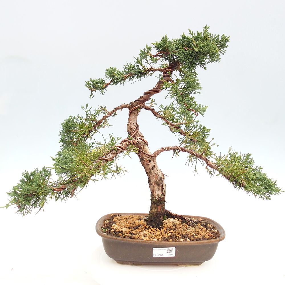 Vonkajší bonsaj - Juniperus chinensis Kishu