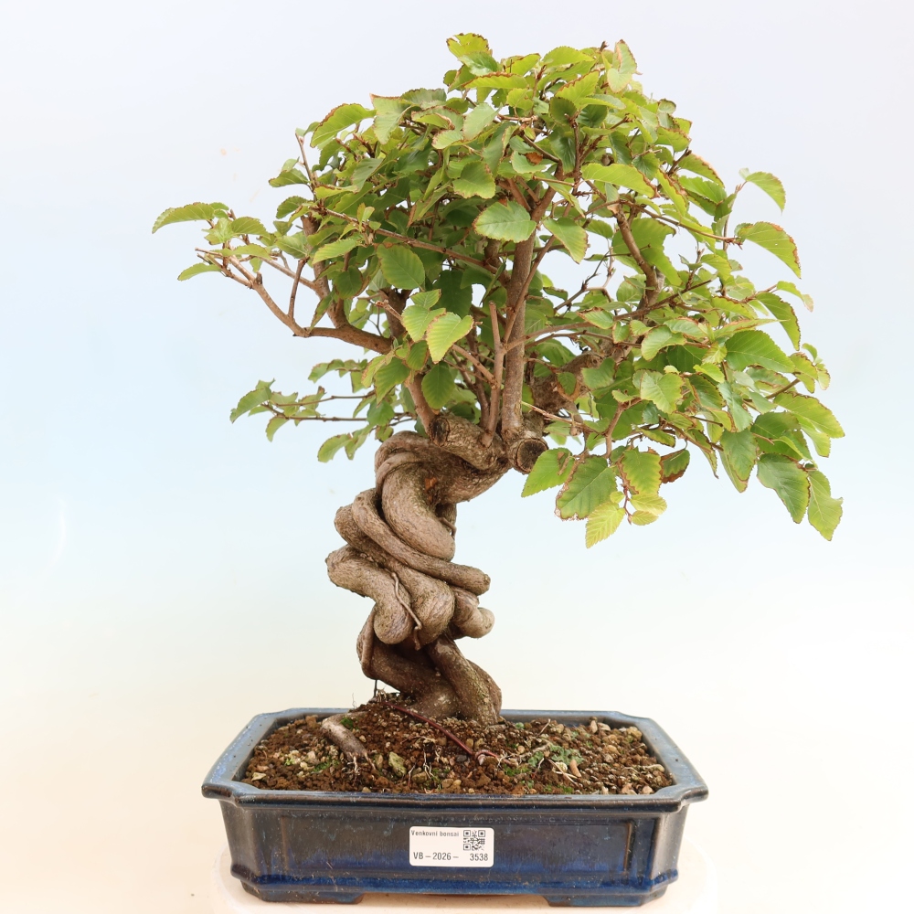Vonkajšie bonsaje -Carpinus CARPINOIDES - Hrab kórejský