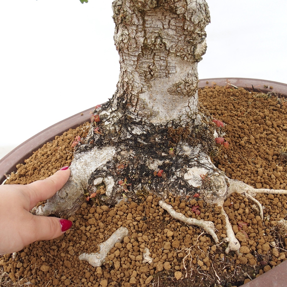Vonkajší bonsai -Javor babyka - Acer campestre