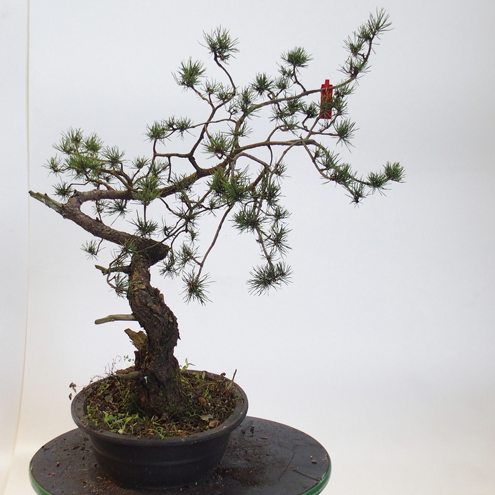 Yamadori - Pinus sylvestris Španielsko