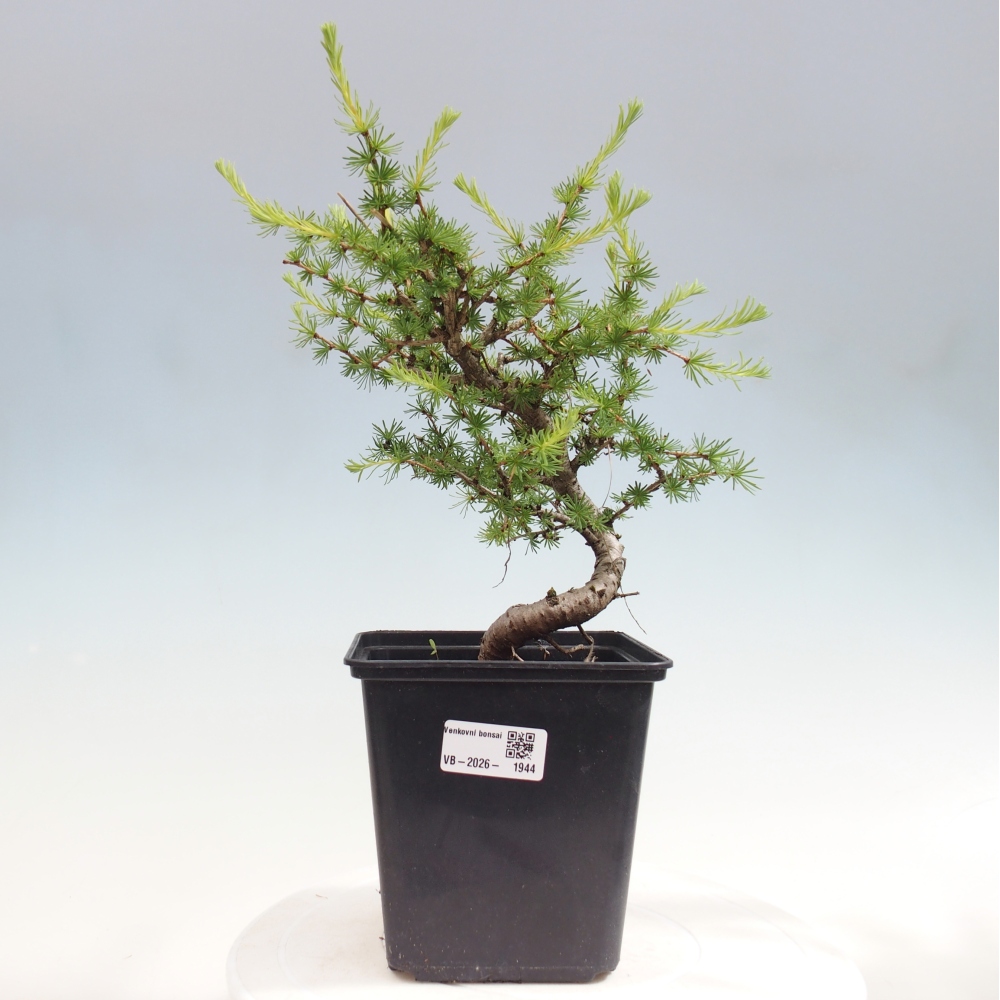 Vonkajšie bonsaje -Larix decidua - Smrekovec