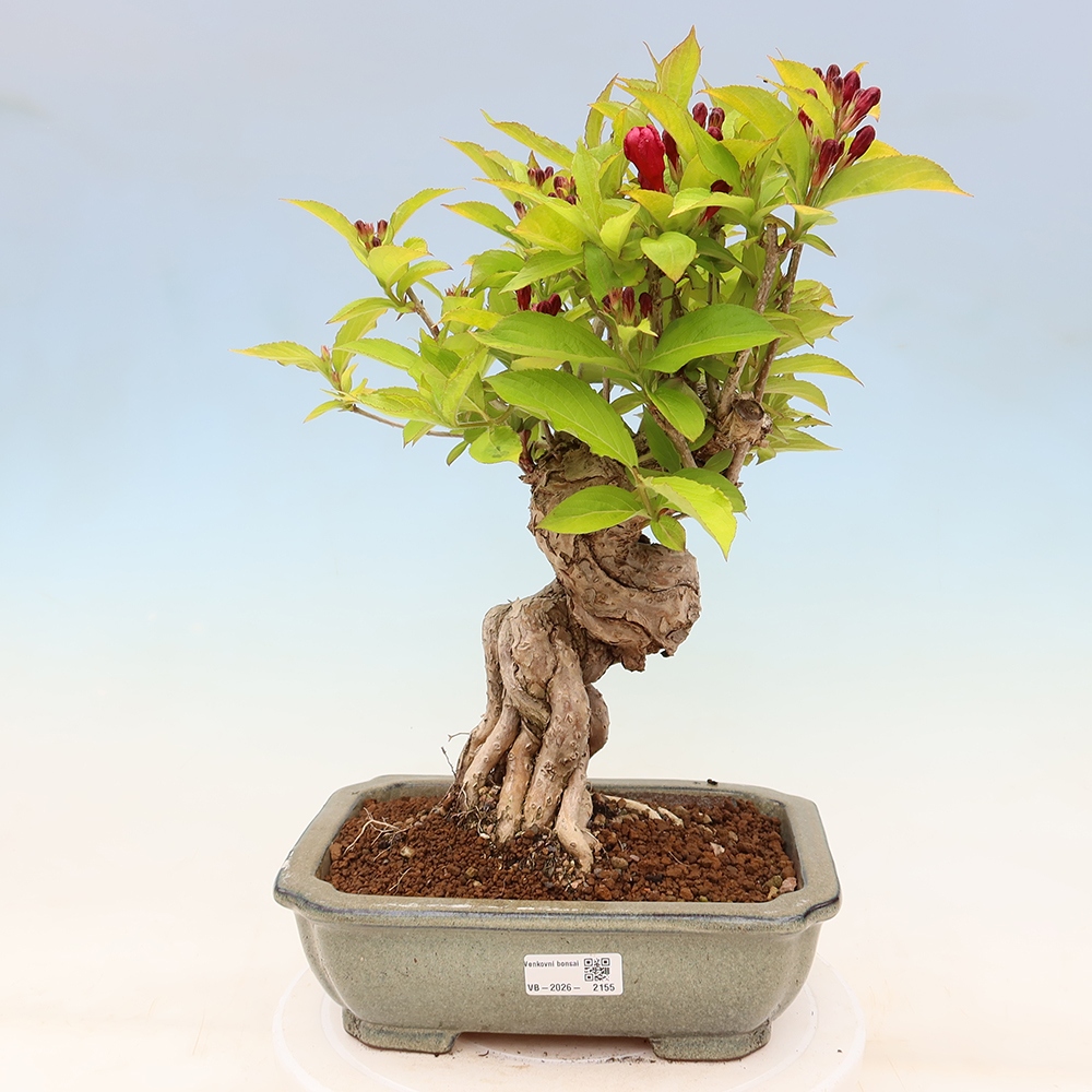 Vonkajší bonsai – Weigela subsessilis – vajgélia kórejská
