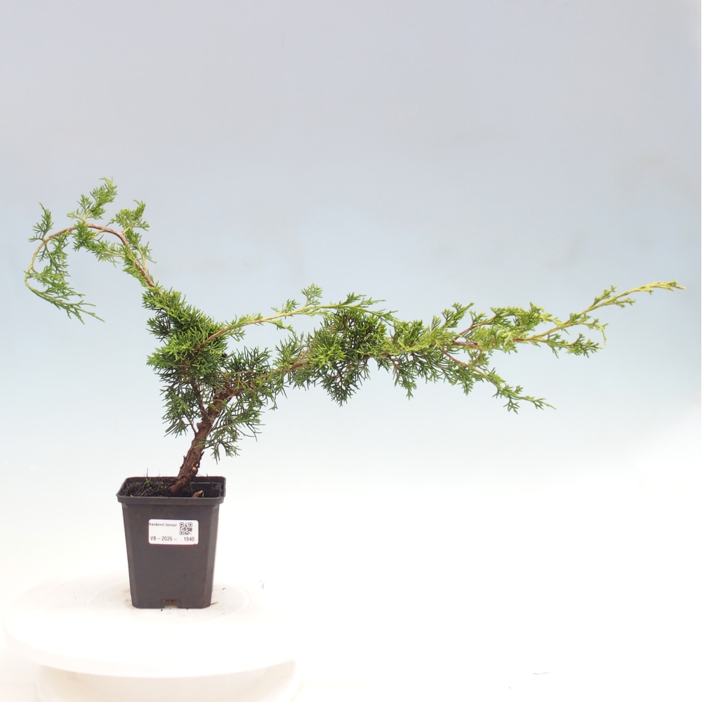 Vonkajší bonsaj - Juniperus chinensis Itoigawa