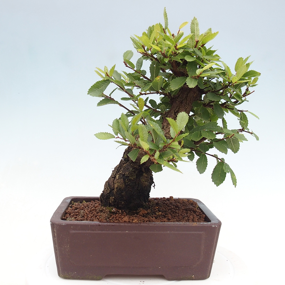 Vonkajšie bonsai - Zelkova - Zelkova serrata