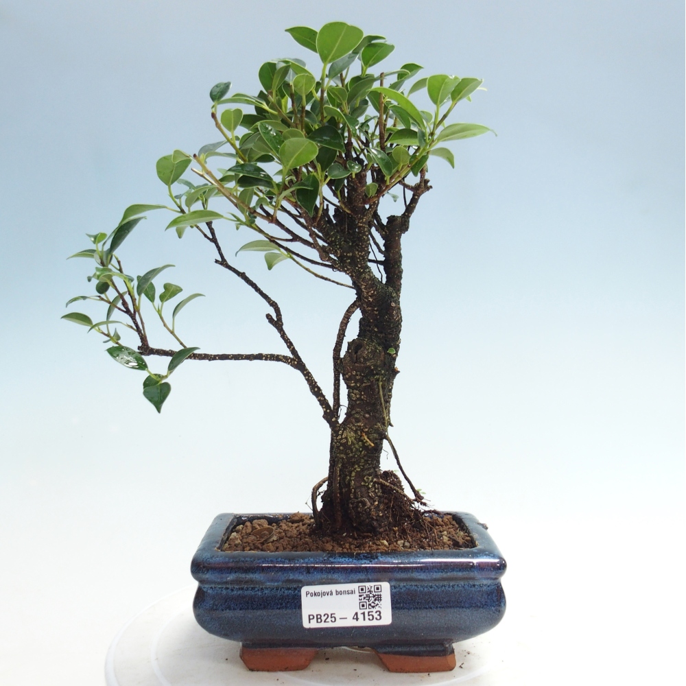 Izbová bonsai - Ficus retusa - malolistý fikus