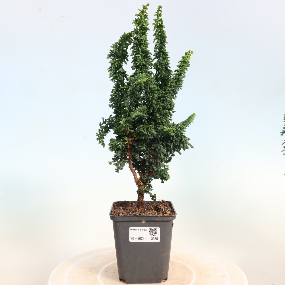 Vonkajší bonsaj - Cham. obtusa SEKKA HINOKI - Cypruštek
