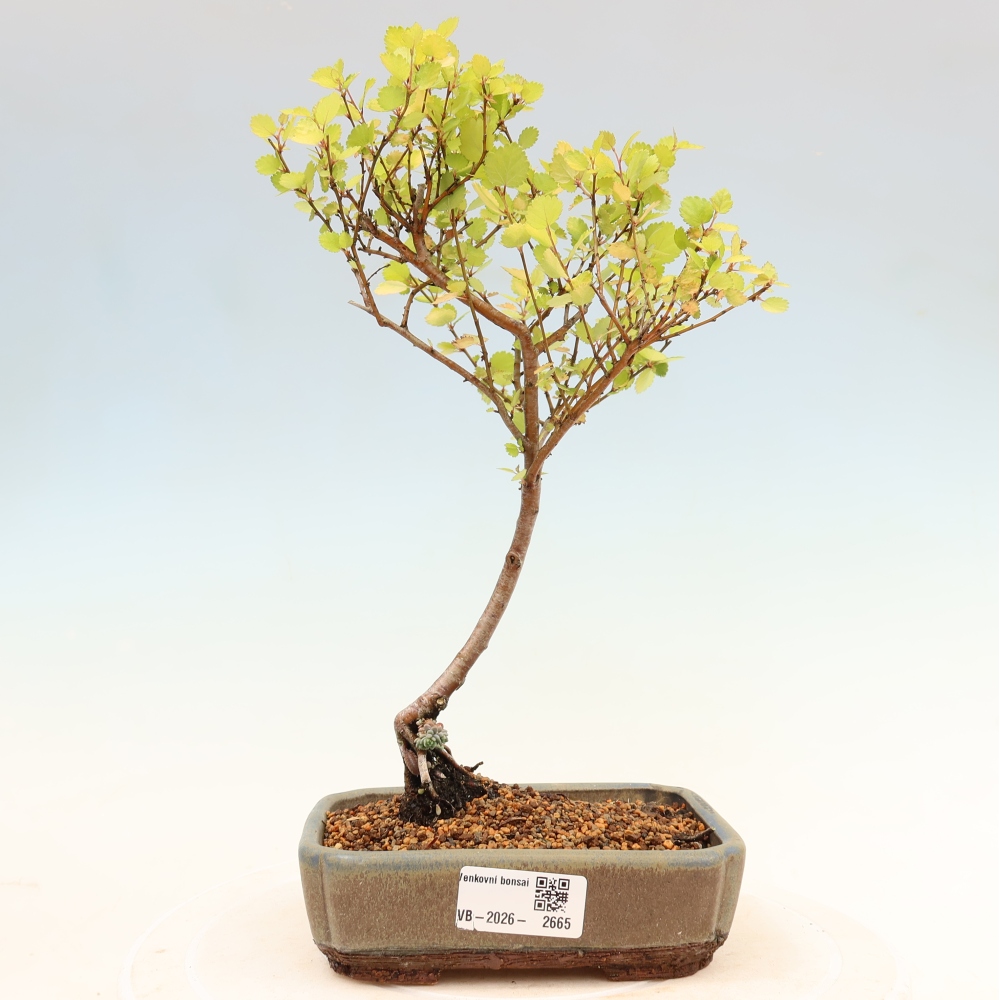 Vonkajší bonsai – trpasličia breza – Betula NANA Golden Treasure