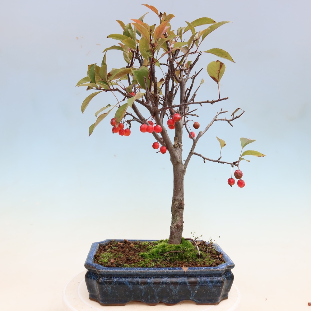 Vonkajšia bonsaj -Malus domestica - Maloplodá jabloň s červenými listami
