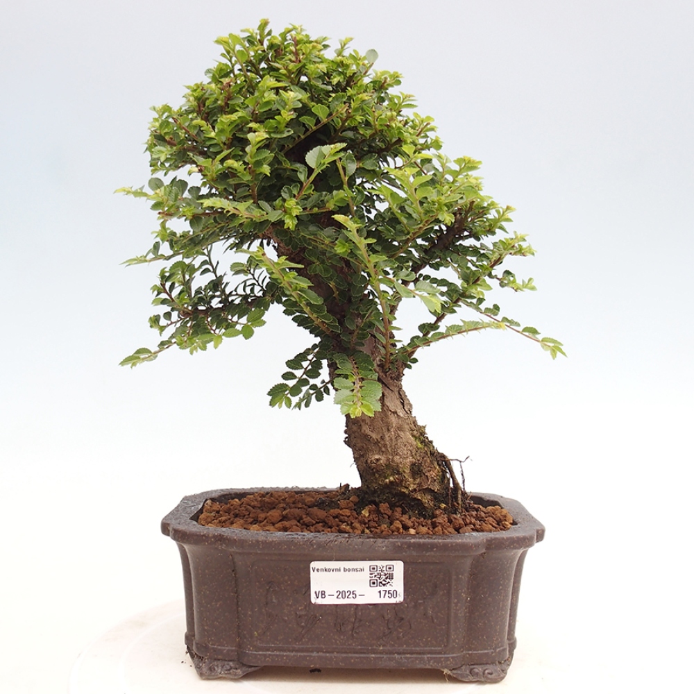 Vonkajší bonsai - Ulmus parvifolia Hokkaido - brest Činski