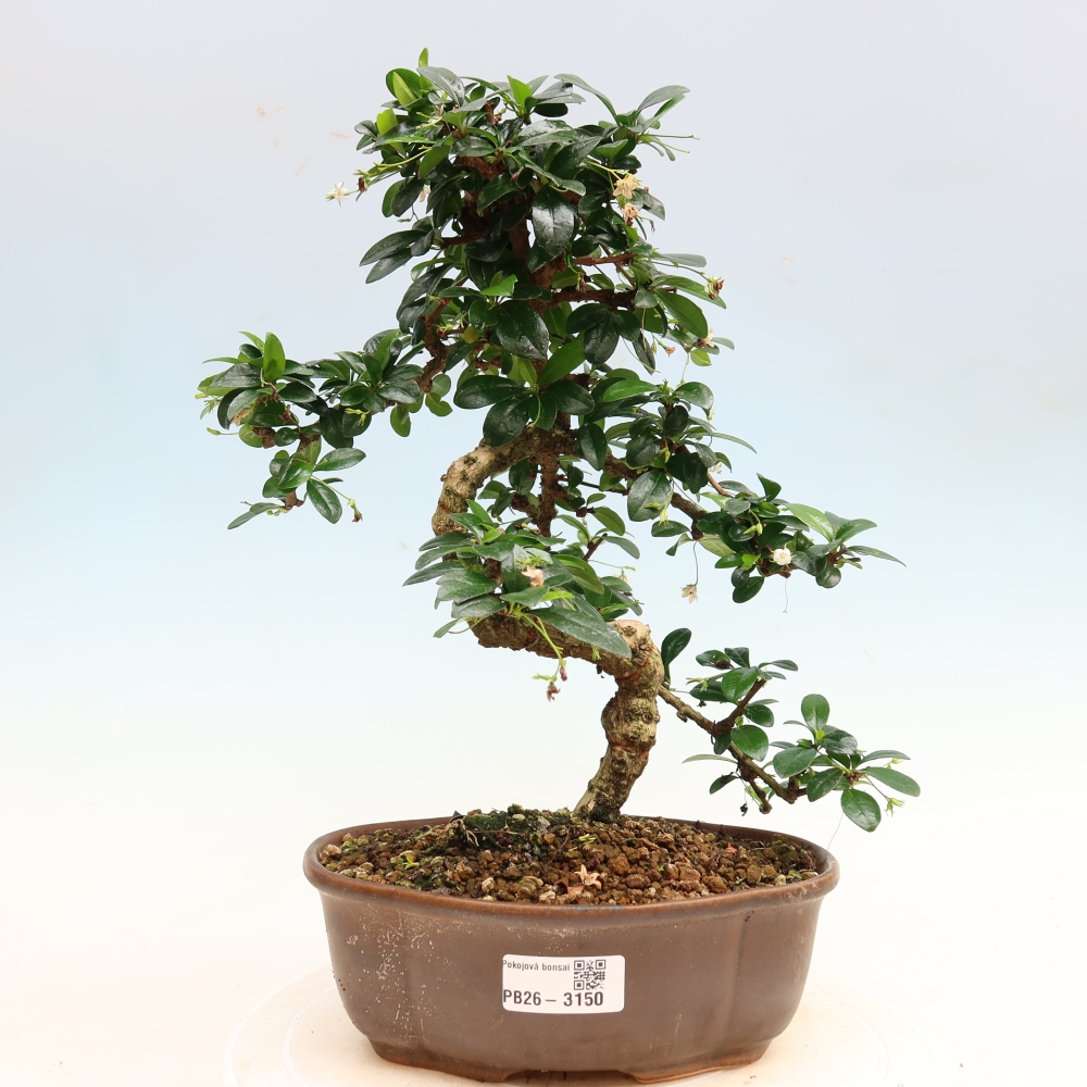 Izbové bonsaje - Carmona macrophylla - Tea fuki