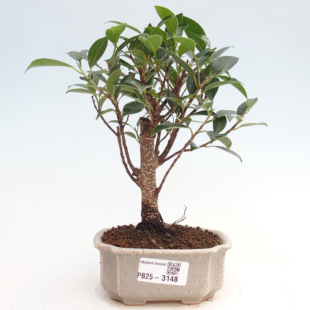Izbové bonsaje Ficus retusa kimmen