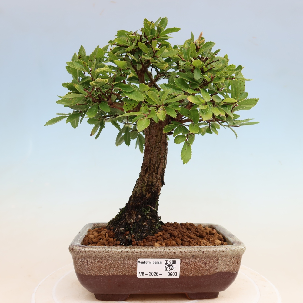 Vonkajšie bonsaje - Zelkova - Zelkova NIRE