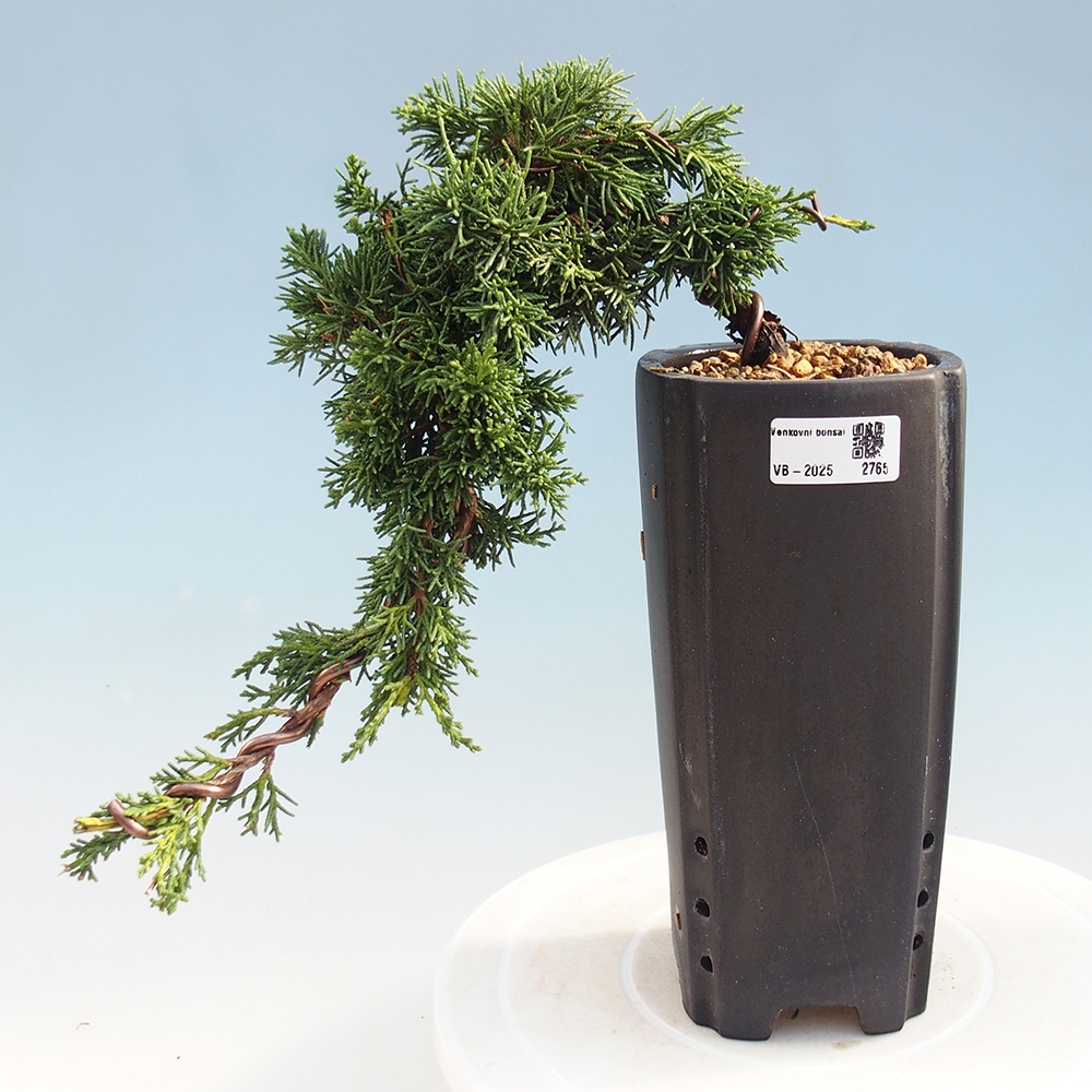 Vonkajší bonsai - Juniperus chinensis Kishu -Jalovec čínsky