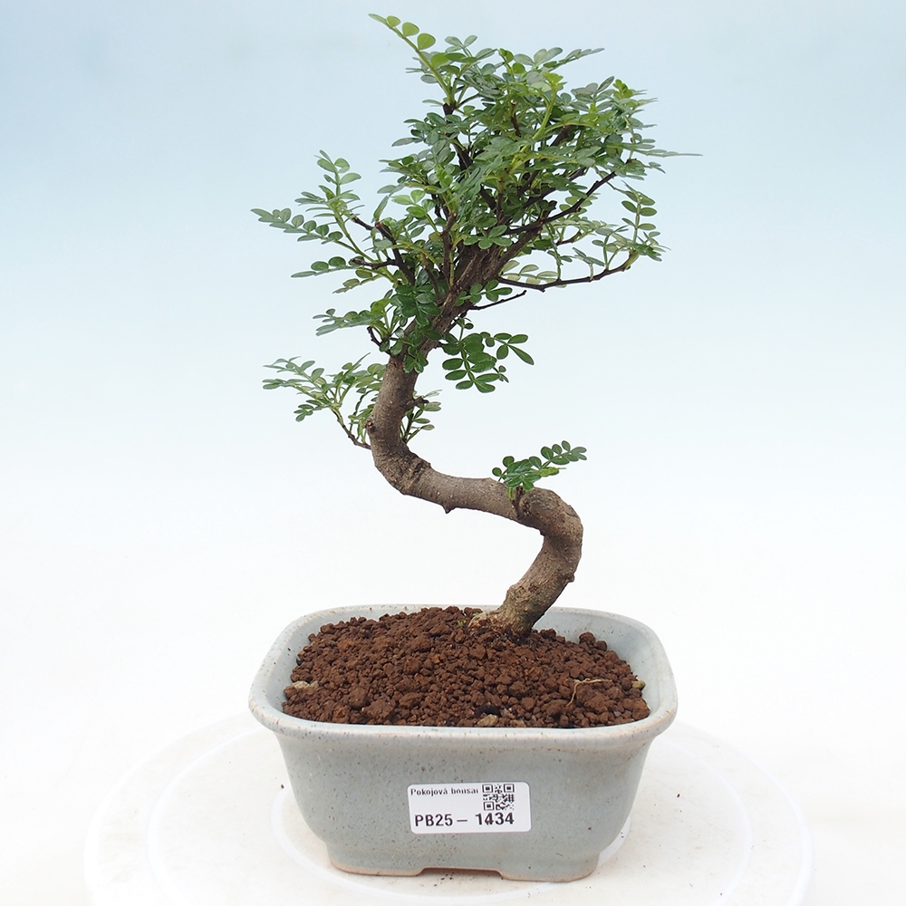 Izbová bonsai - Zantoxylum piperitum - piepor