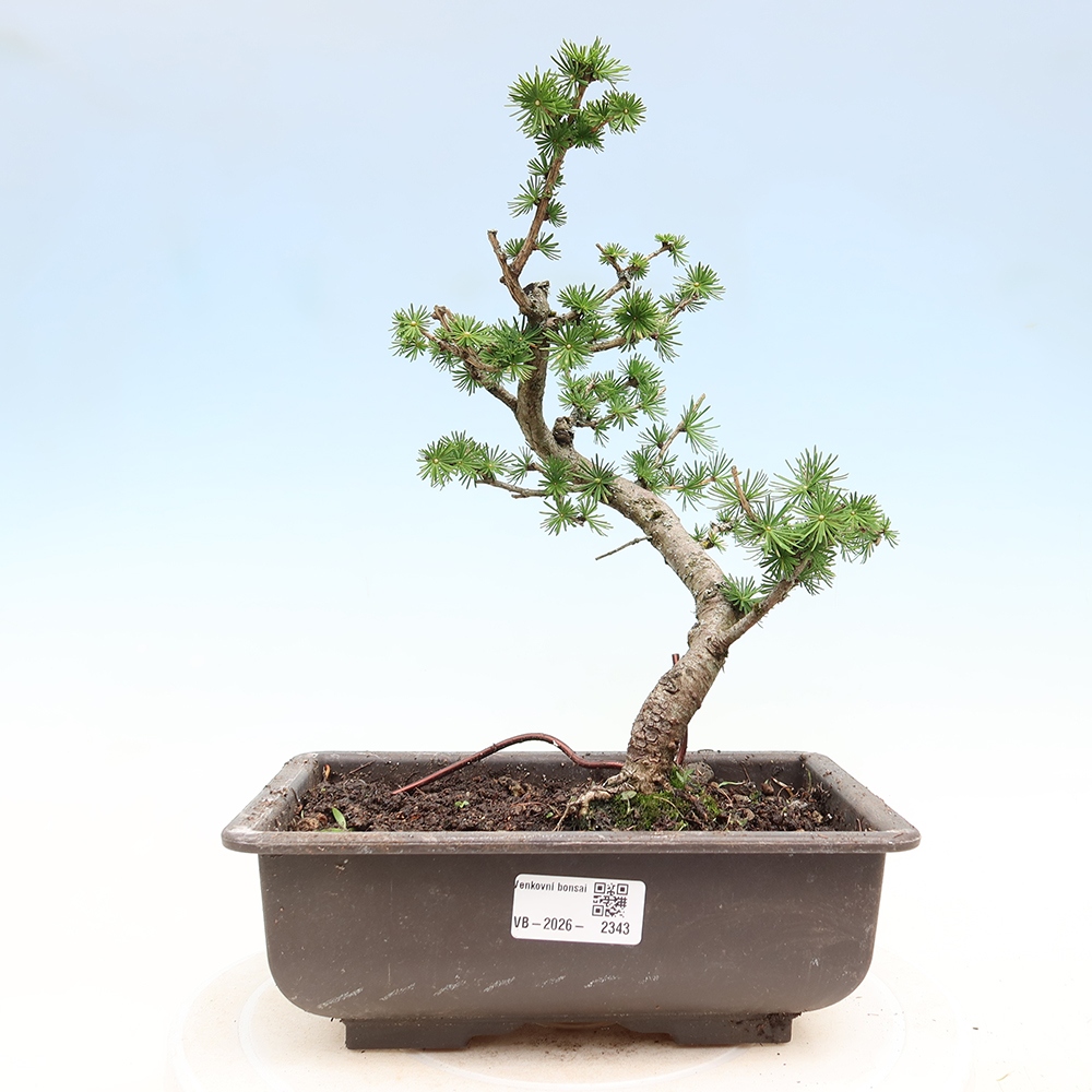 Vonkajšie bonsaje -Larix decidua - Smrekovec