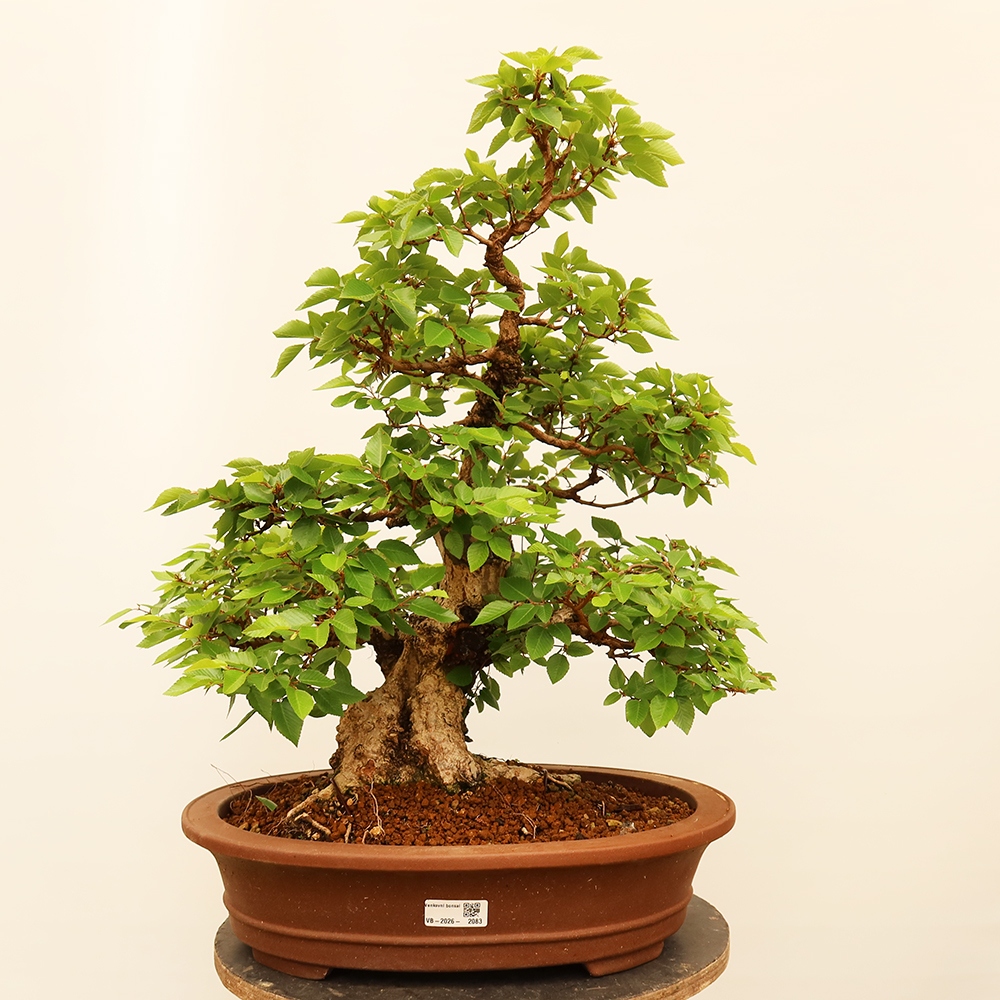 Vonkajší bonsai -Carpinus Coreana - Hrab kórejský