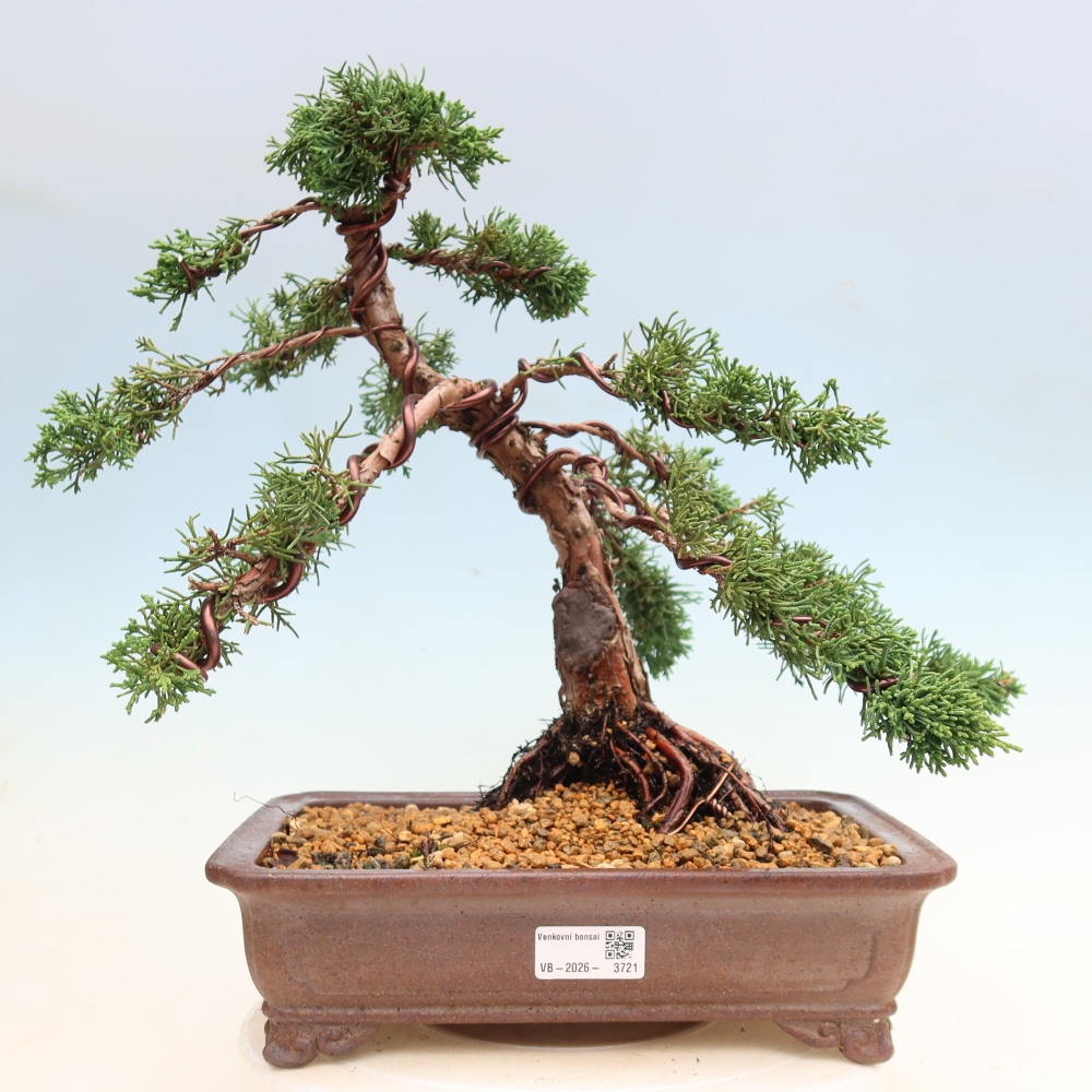 Vonkajší bonsaj - Juniperus chinensis Kishu