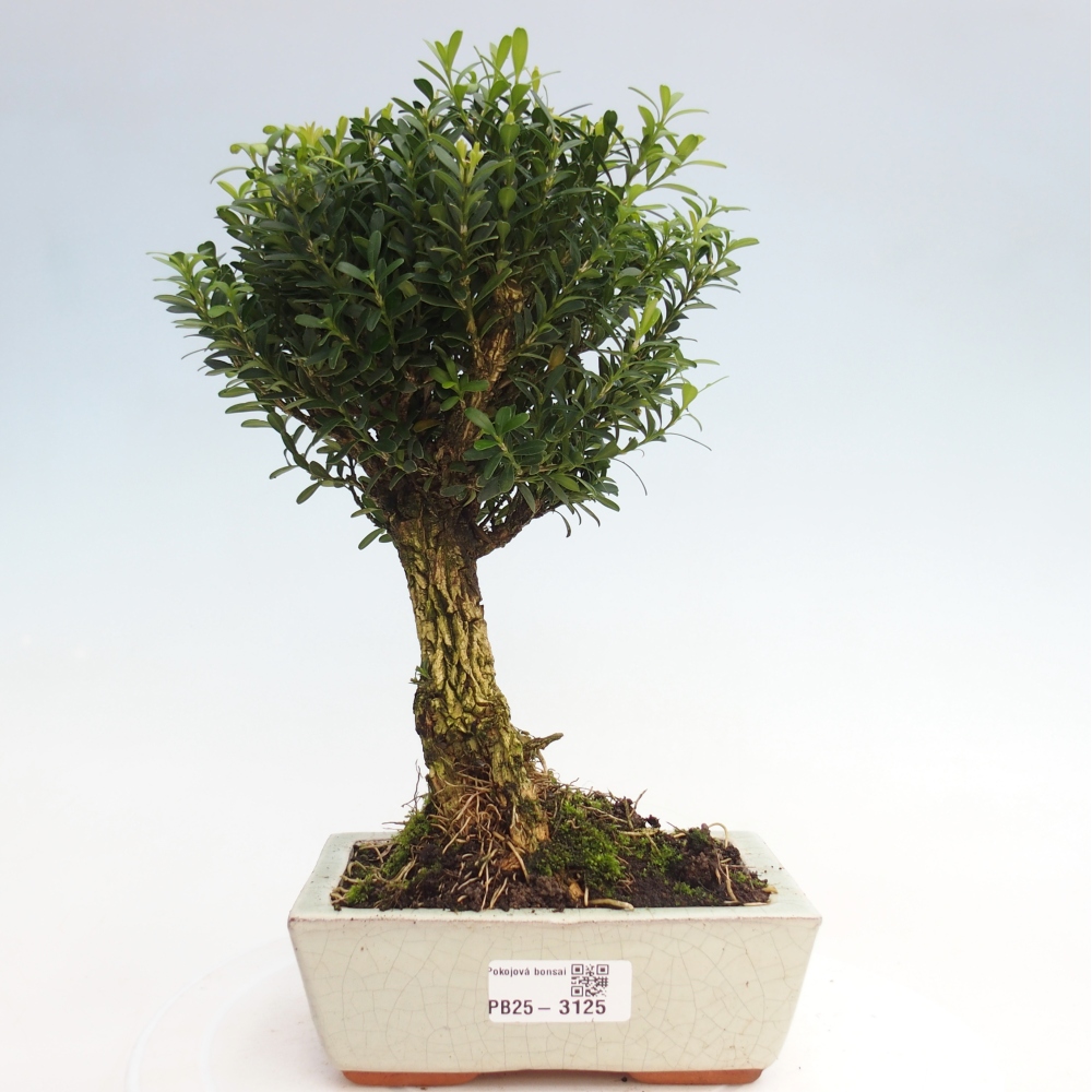 Izbová bonsai - Buxus harlandii -korkový buxus